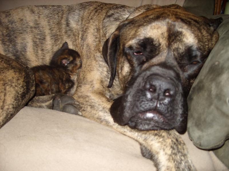 Dozer and his baby cat